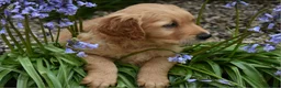 Golden Retriever dogs for sale: *Beautiful KC, DNA clear Golden retriever pups* - Advert 5