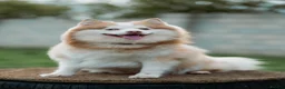 Pomsky dogs for sale: F4 Pomsky Puppies  - Advert 4