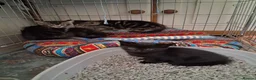Mixed Breed cats for sale: Beautiful kittens looking for 5* homes - Advert 9