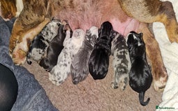 Olde English Bulldogge dogs for sale: Olde English Bulldog puppies - Image 32