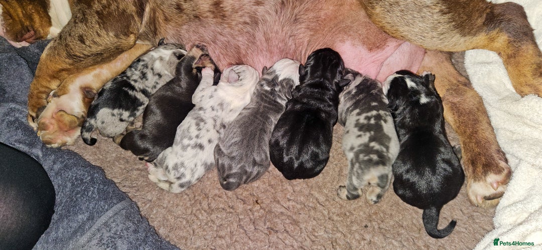 Olde English Bulldogge dogs for sale: Olde English Bulldog puppies - Image 32