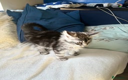 Maine Coon cats for sale: XXL  Ready Now TICA pure bread Maine Coon Kittens  - Image 30