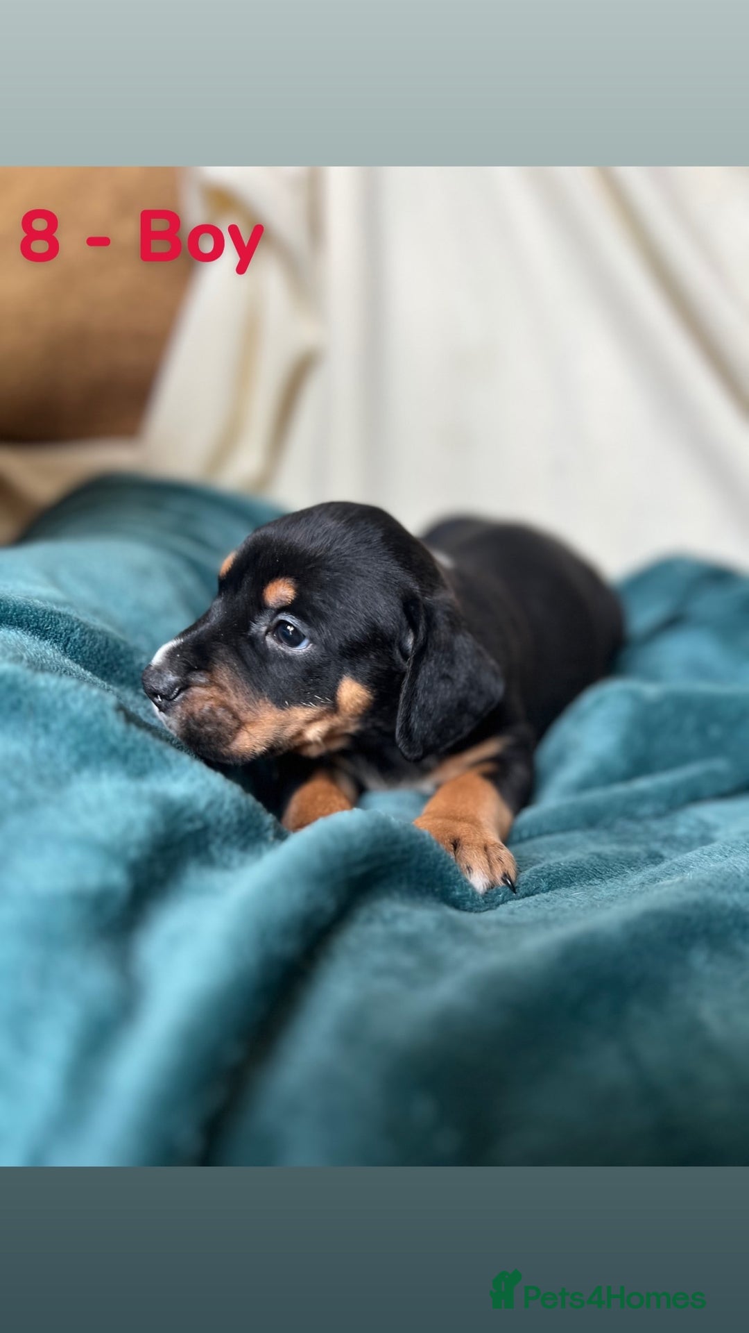 Mixed Breed dogs for sale: Old Tyme English Bulldog x Sproodle Puppies - Image 14