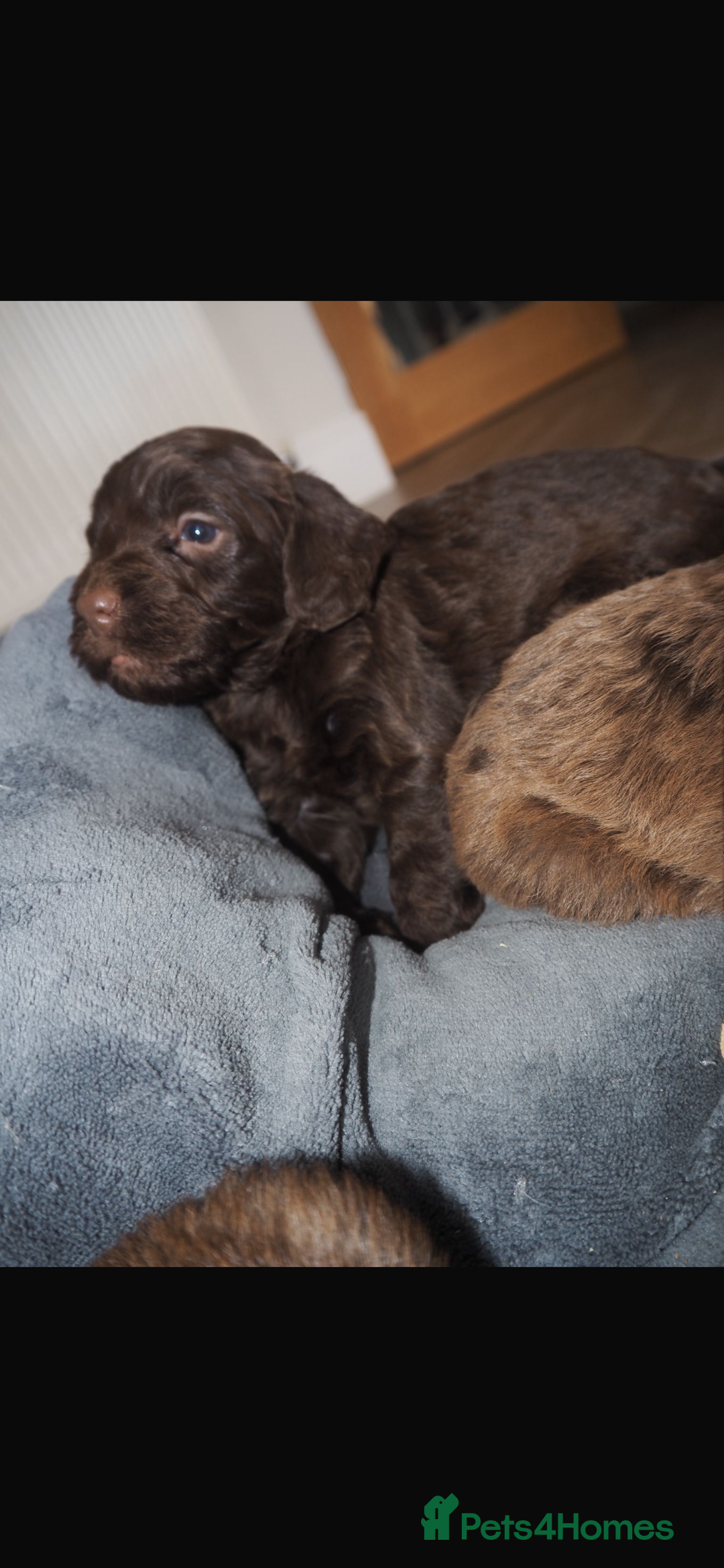 Cockapoo dogs for sale: Gorgeous cockerpoo  puppies for sale  - Image 27