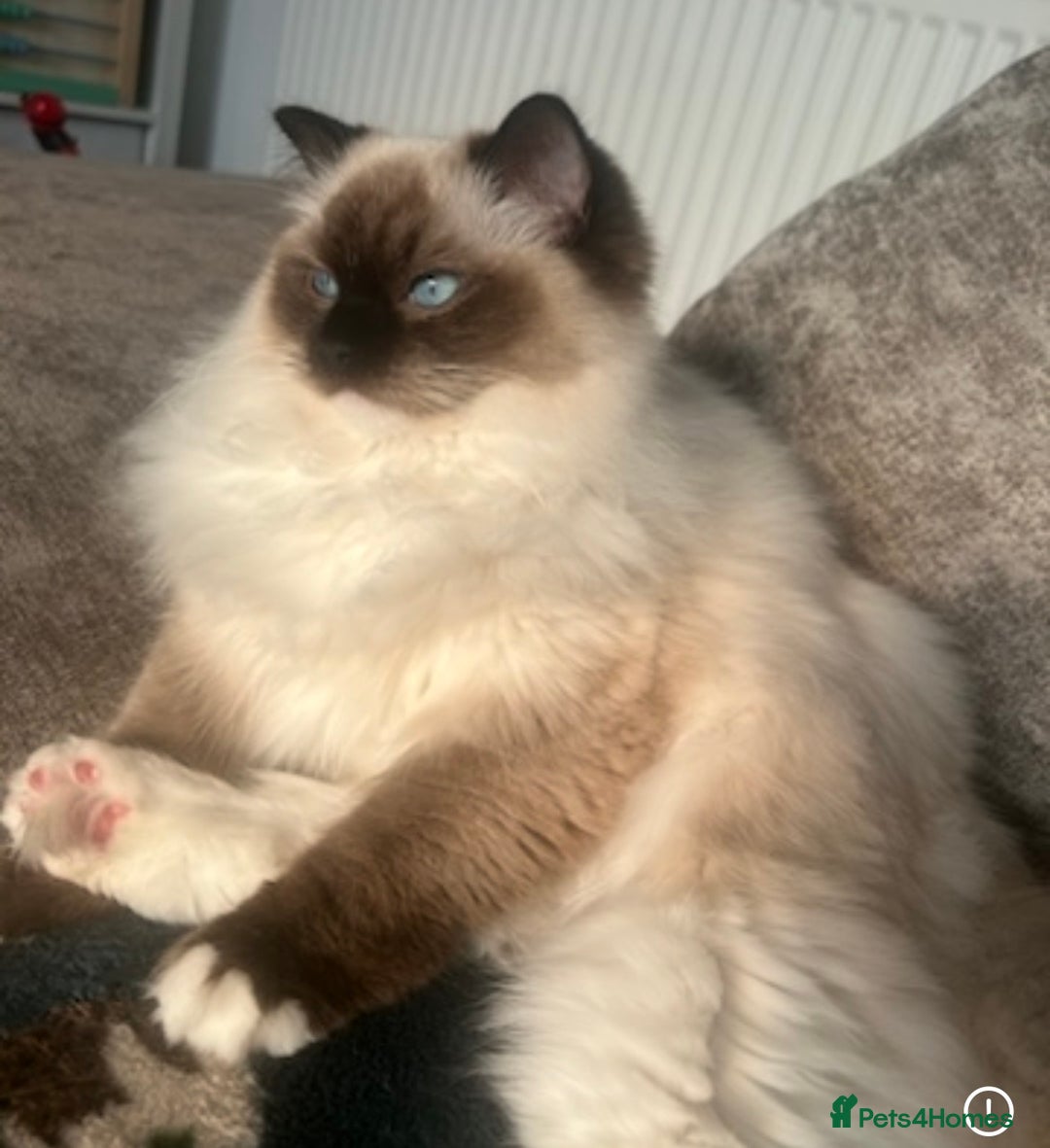 Ragdoll cats for sale: Stunning colours. fluffy TICA reg babies** - Advert 8