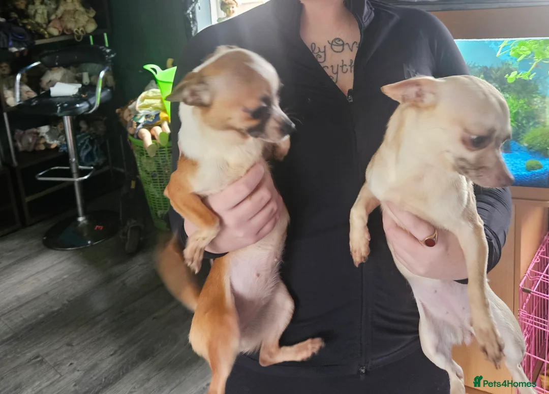Chihuahua dogs for sale: 2 sisters in Shrewsbury - Advert 2