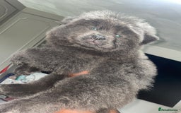 Chow Chow dogs for sale: Chow chow pups - Image 15