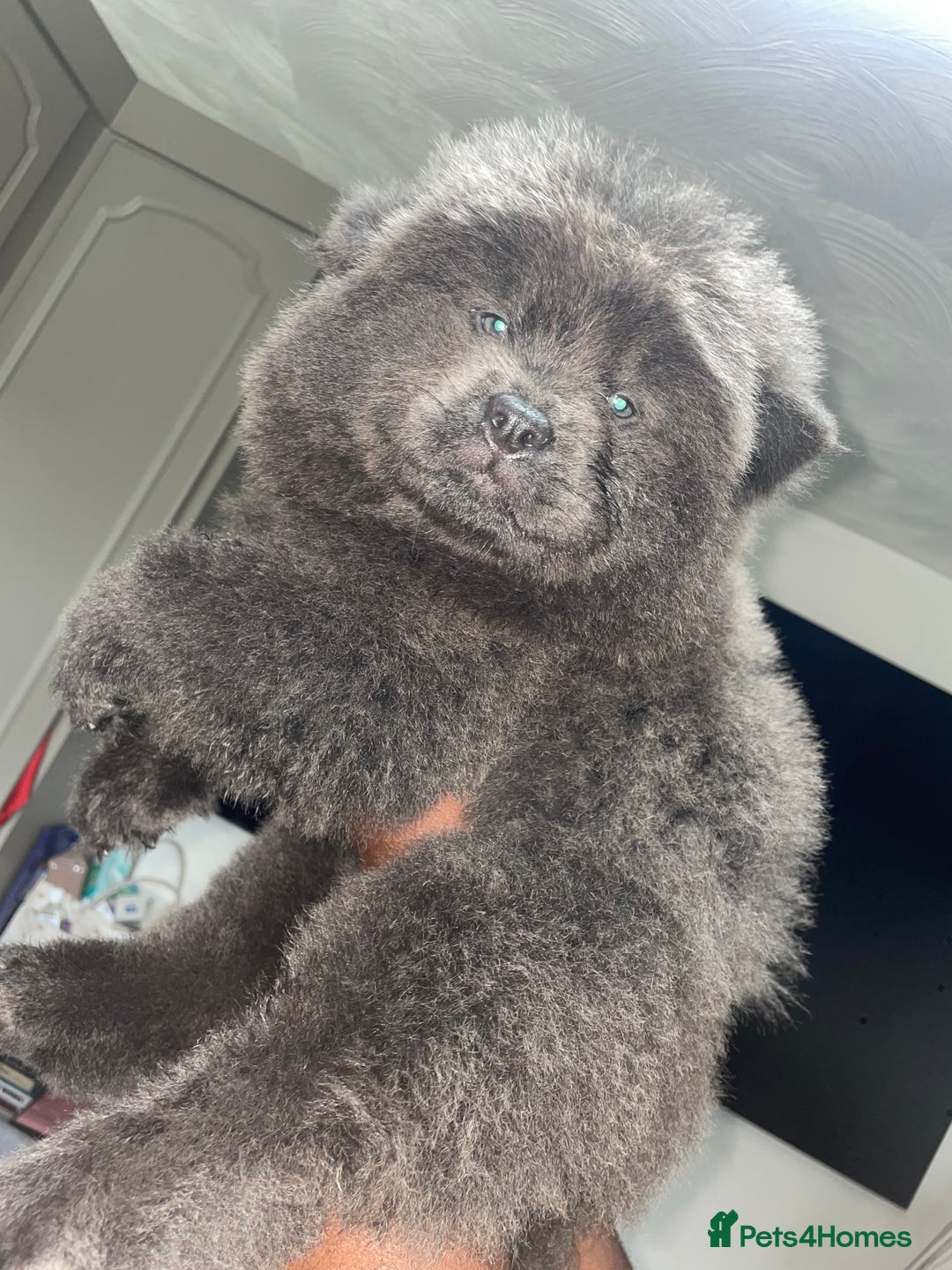 Chow Chow dogs for sale: Chow chow pups - Image 15