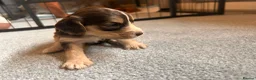 Cockapoo dogs for sale: Beautiful F1 cockapoos in Cranleigh - Advert 22