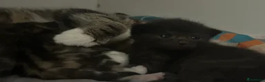 Mixed Breed 1