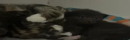 Mixed Breed cats for sale: 5 beautiful kittens with tabby markings - Advert 10