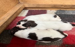 English Springer Spaniel dogs for sale: ENGLISH SPRINGER SPANIELS - Image 6