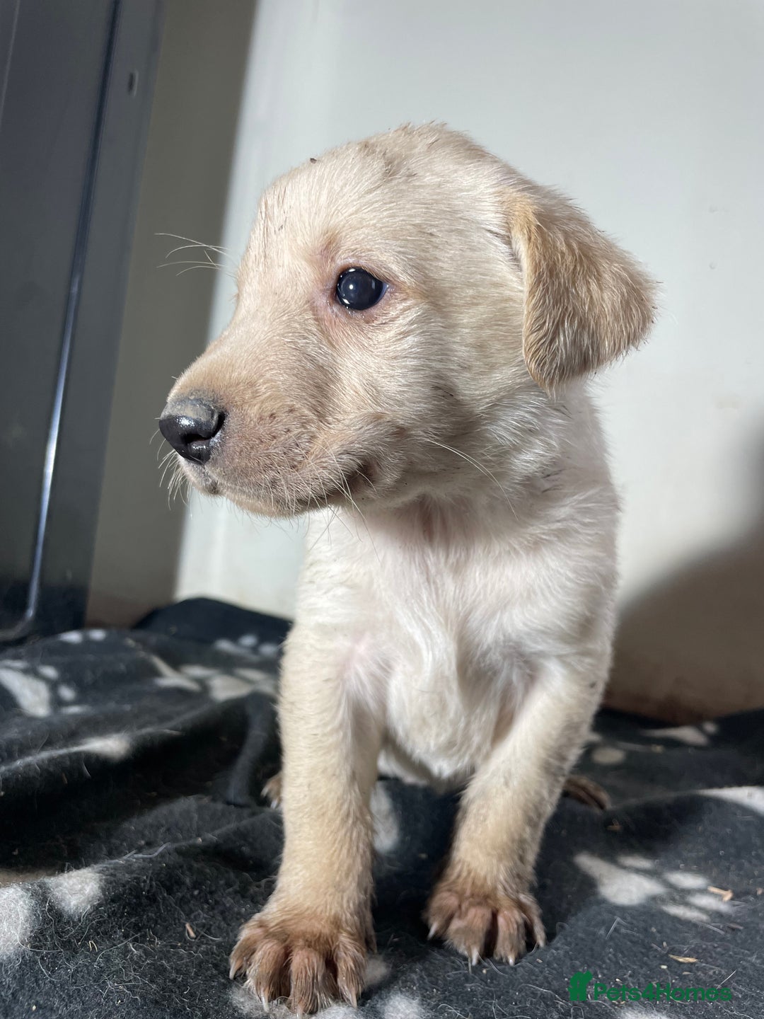 Labrador Retriever dogs for sale: Stunning chunky Labrador pups  - Advert 28