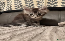 Maine Coon cats for sale: 1 beautiful Male kitten left - Image 10