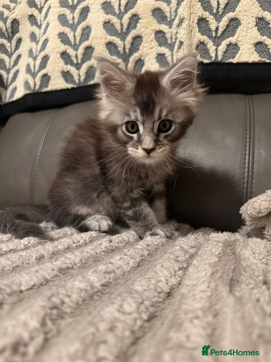 Maine Coon cats for sale: 1 beautiful Male kitten left - Image 10