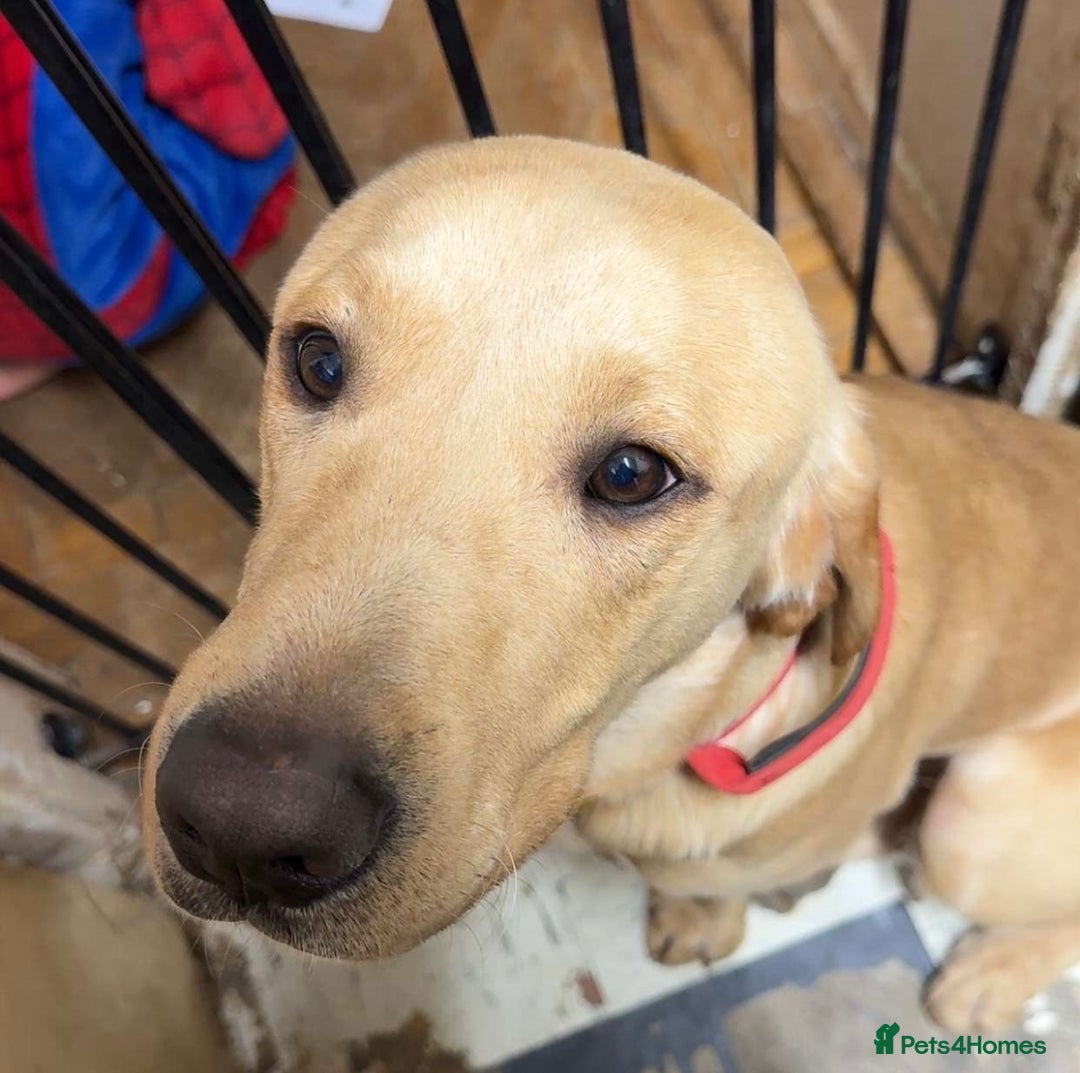 Labrador Retriever dogs for sale: Gorgeous Milo - Advert 1