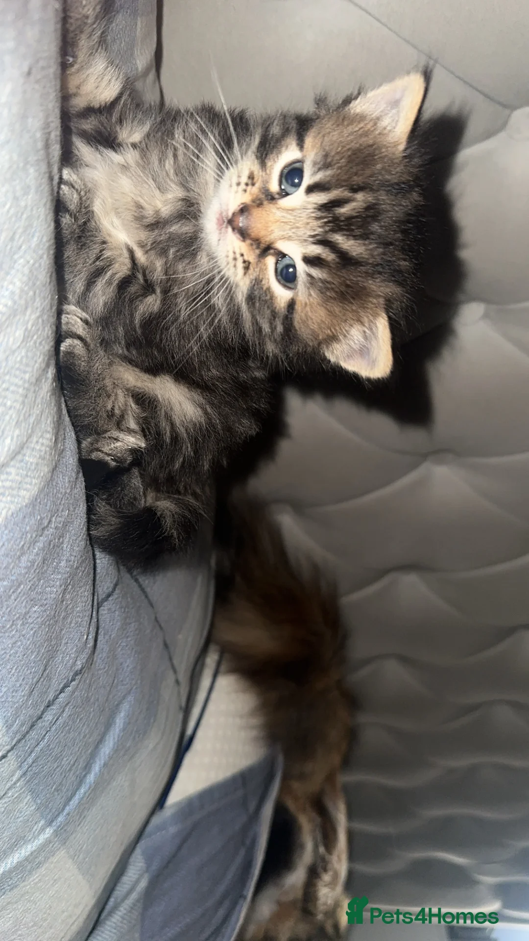 Mixed Breed cats for sale: BEAUTIFUL KITTEN.Maine coon/crossed  - Advert 6