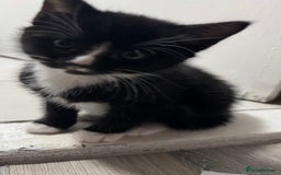 Domestic Shorthair cats for sale: Adorable 6WeekOld Kittens Looking for Loving Home. - Image 3