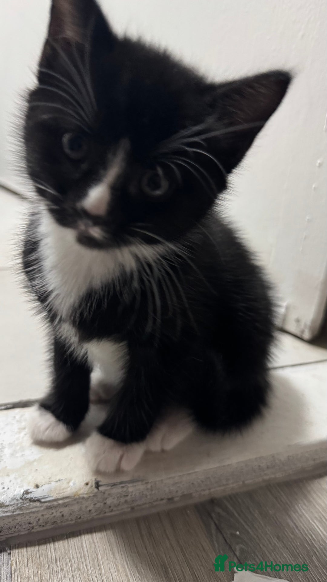 Domestic Shorthair cats for sale: Adorable 6WeekOld Kittens Looking for Loving Home. - Image 3