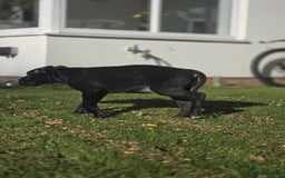 Cane Corso dogs for sale: Beautiful chunky girl  - Image 5