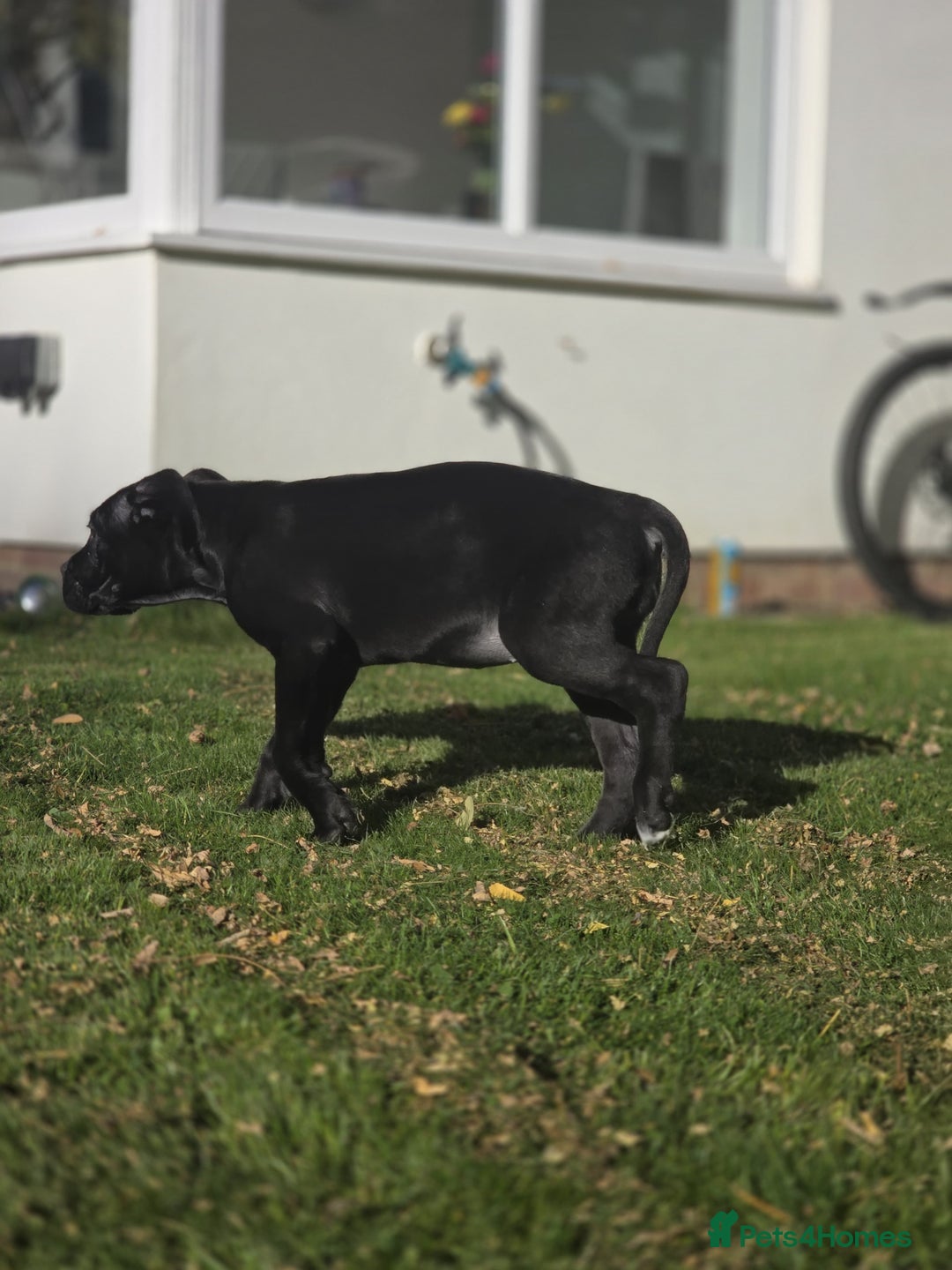 Cane Corso dogs for sale: Beautiful chunky girl  - Image 5