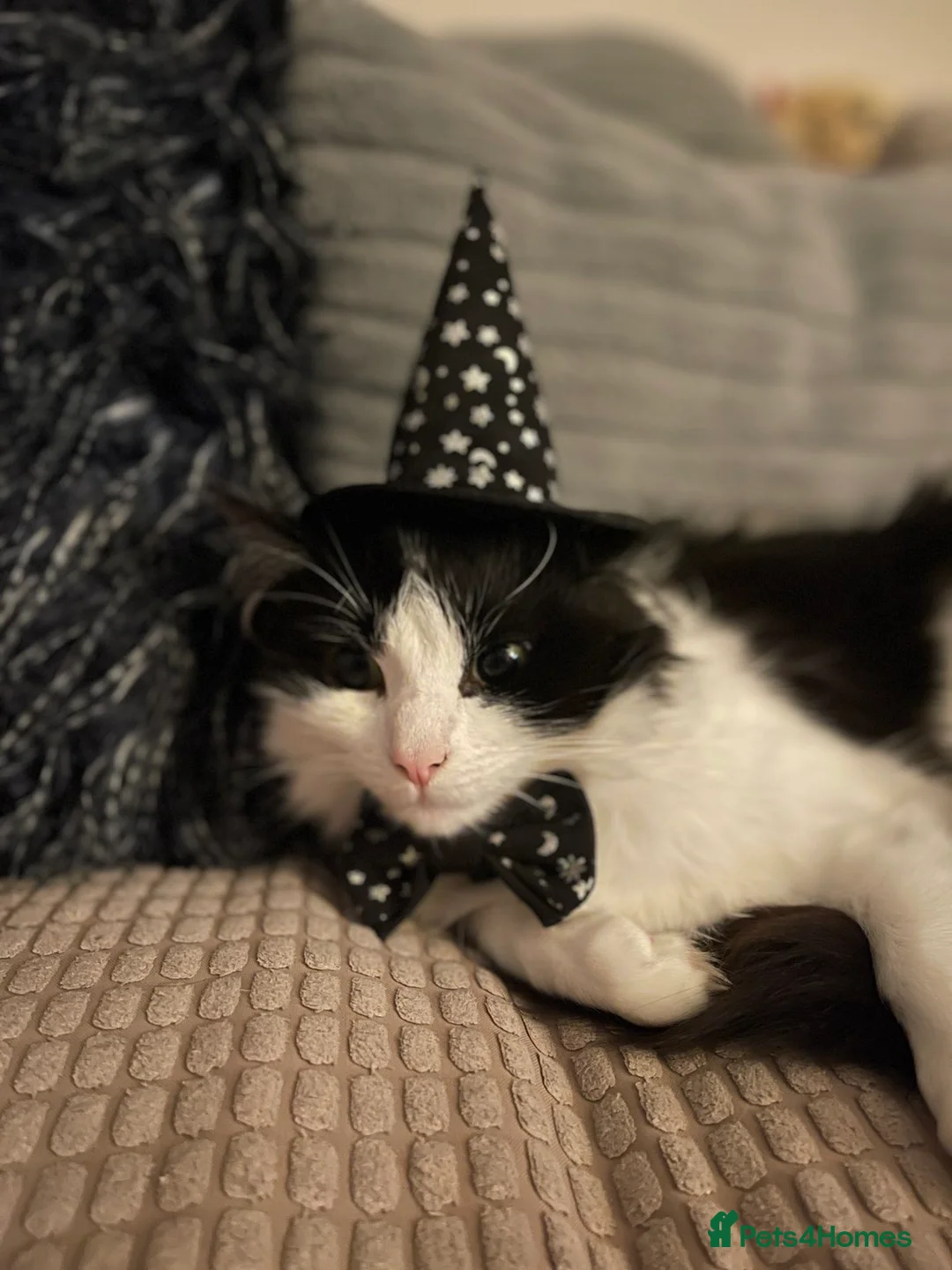 Domestic Shorthair cats for sale: 2 Black and White Cats  - Advert 2