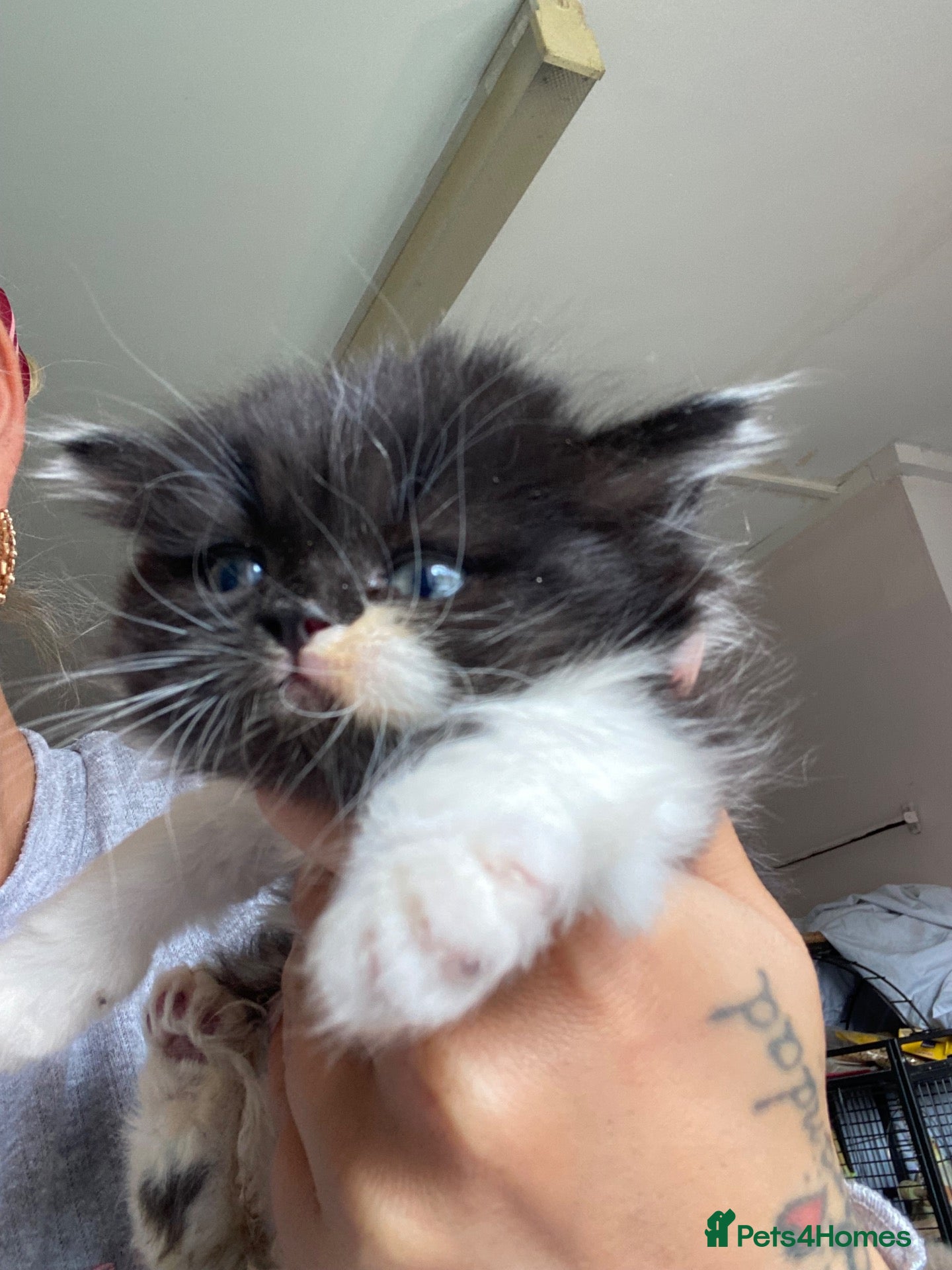 British Shorthair cats BSH kittens ready now x - Advert 12