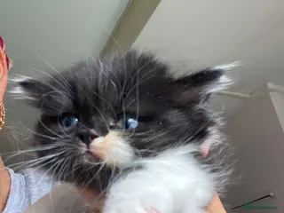 British Shorthair cats BSH kittens ready now x - Advert 12