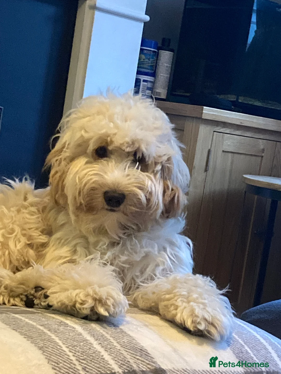 Cockapoo dogs for sale: 3yrs cockapoo in need of a new family to love her  in Lincoln - Advert 2