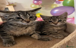 Mixed Breed cats for sale: Kittens looking for a forever family  - Image 5