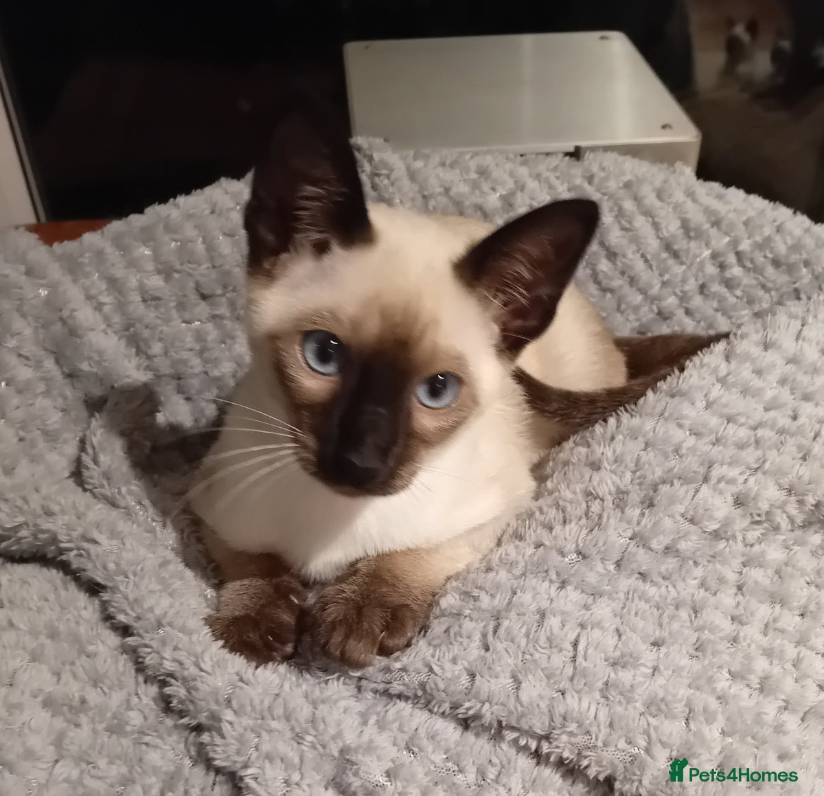 Siamese cats Traditional seal point boy kitten - Advert 7