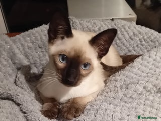 Siamese cats - Advert 1