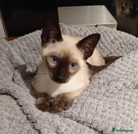 Siamese cats - Advert 4