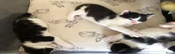 Mixed Breed cats for sale: Kittens for sale  - Advert 14