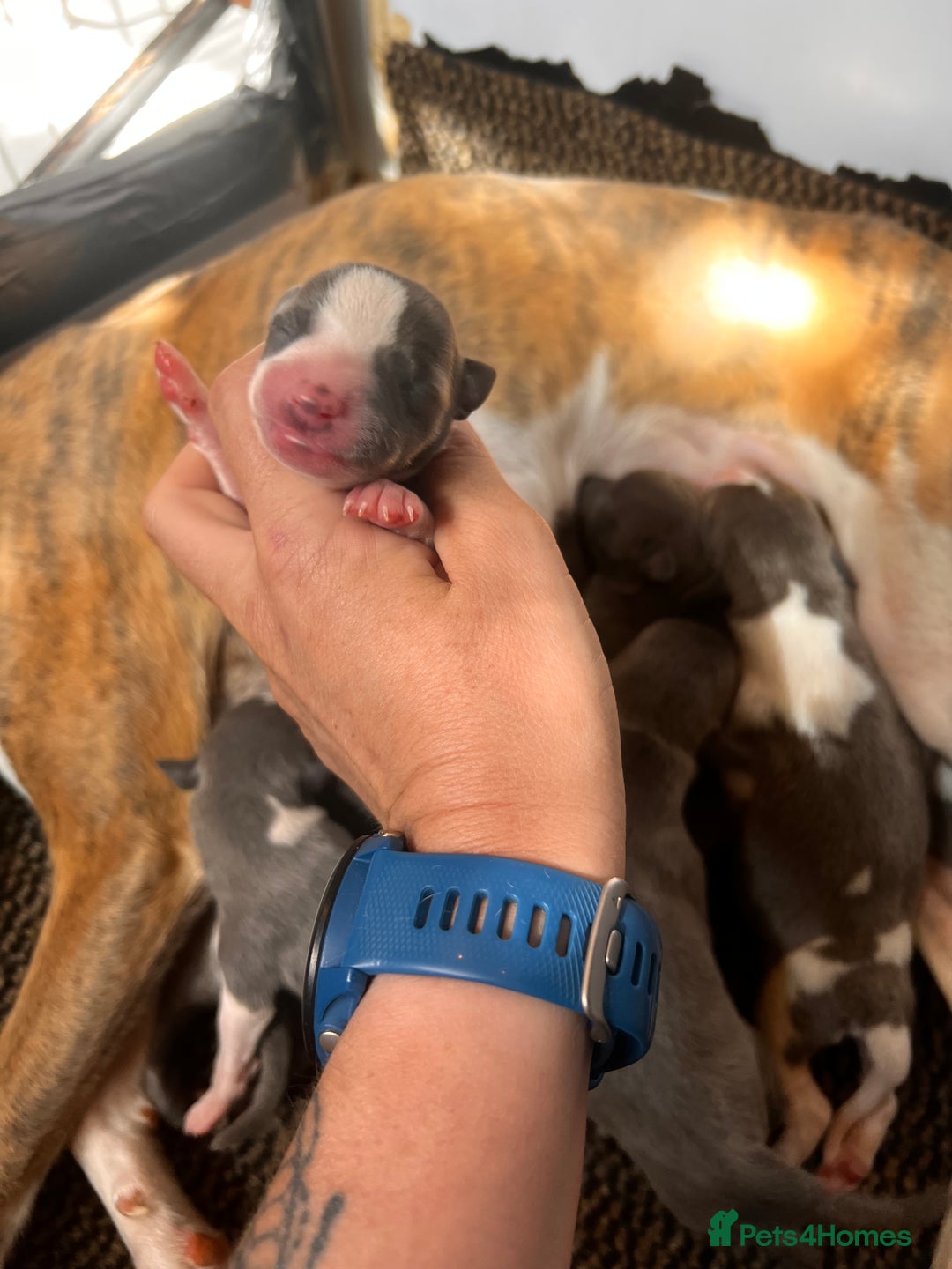 Whippet dogs for sale: Lovely petite Whippets - Image 6