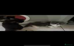 Mixed Breed cats for sale: Ragdoll cross  - Image 6