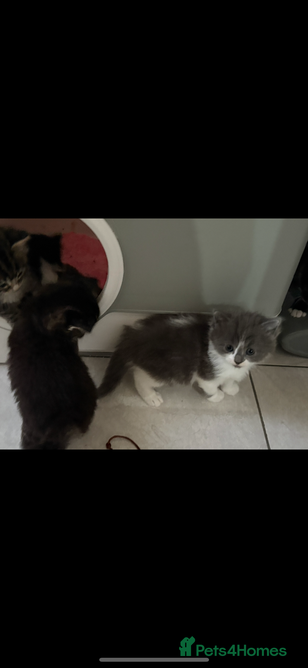 Mixed Breed cats for sale: Ragdoll cross  - Image 6