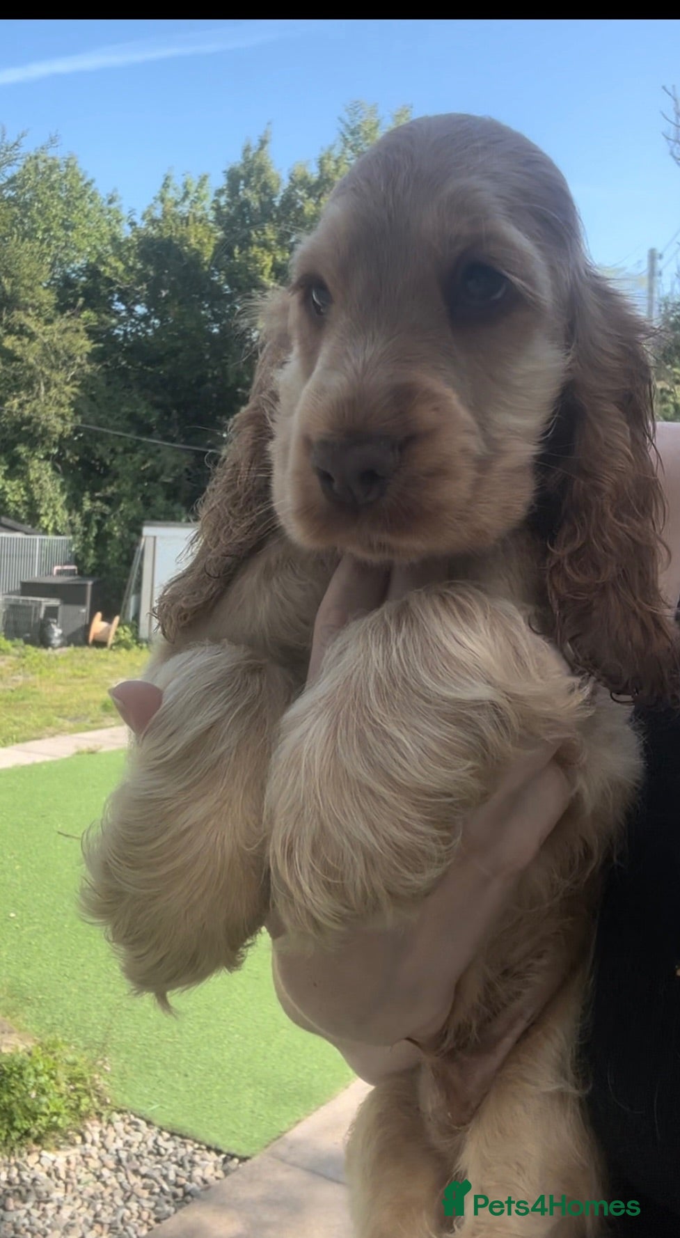 Cocker Spaniel dogs REDUCED READY NOW 🤎 KC Reg Sable Show cocker - Advert 2