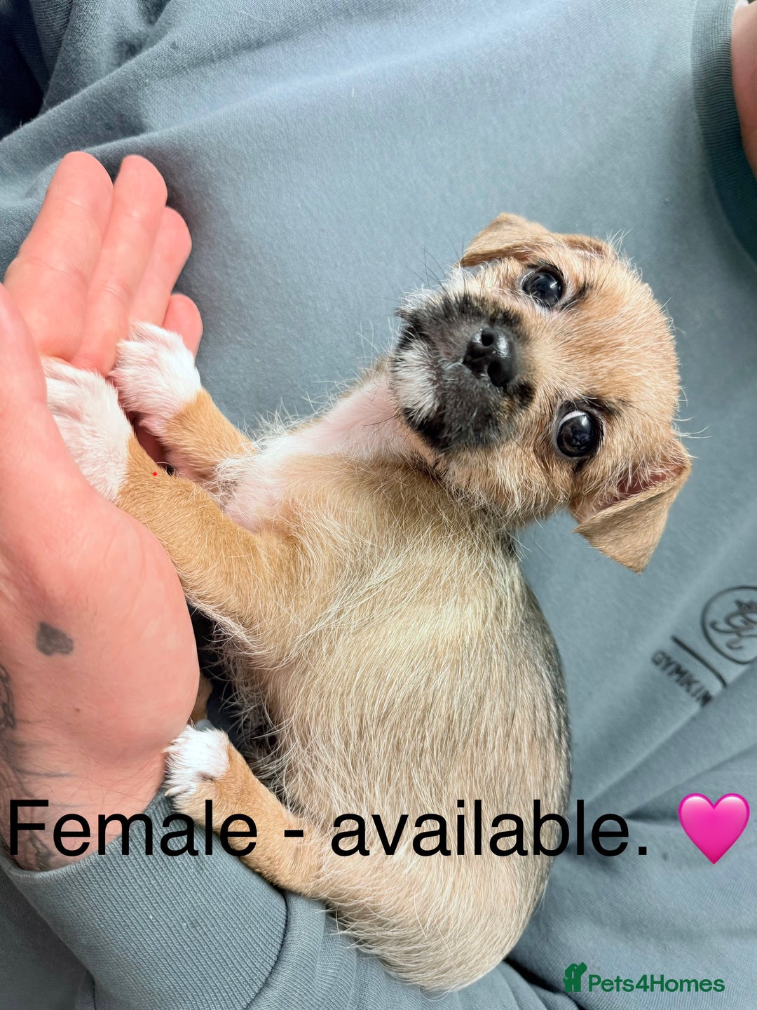 Mixed Breed dogs for sale: Beautiful hybrid Chihuahua puppy’s.  - Advert 9