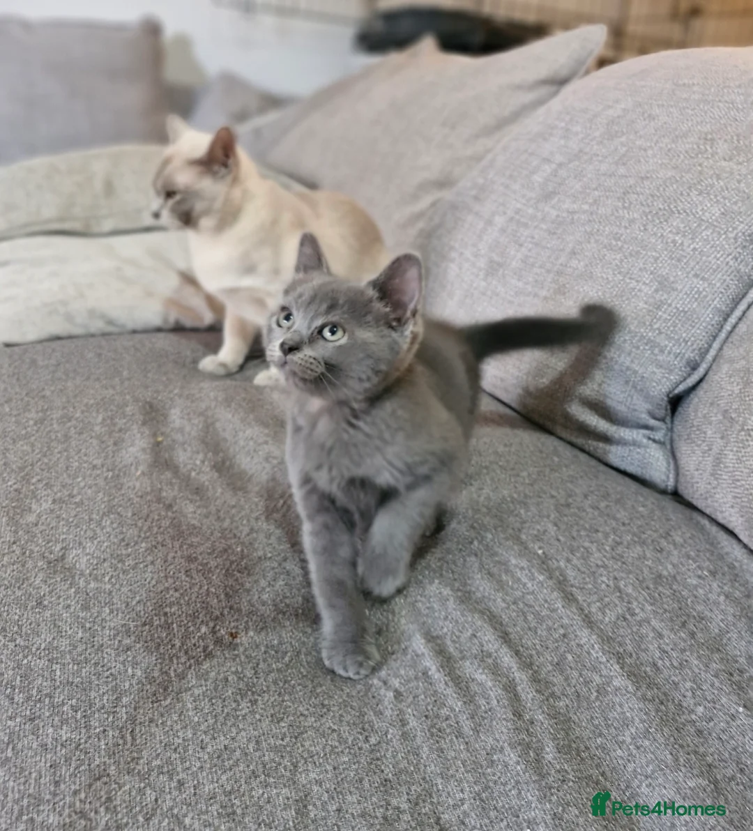 Burmese cats for sale: Burmese kitten - Advert 2