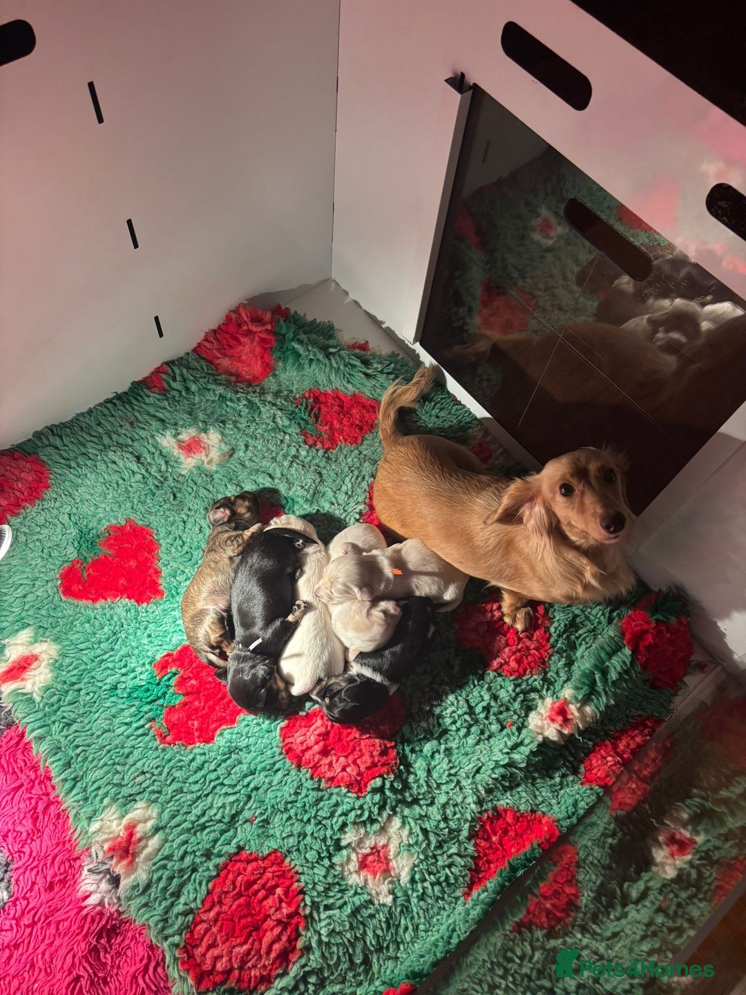 Miniature Dachshund dogs for sale: KC Registered Cream Long Hair Miniature Dachshunds - Advert 34