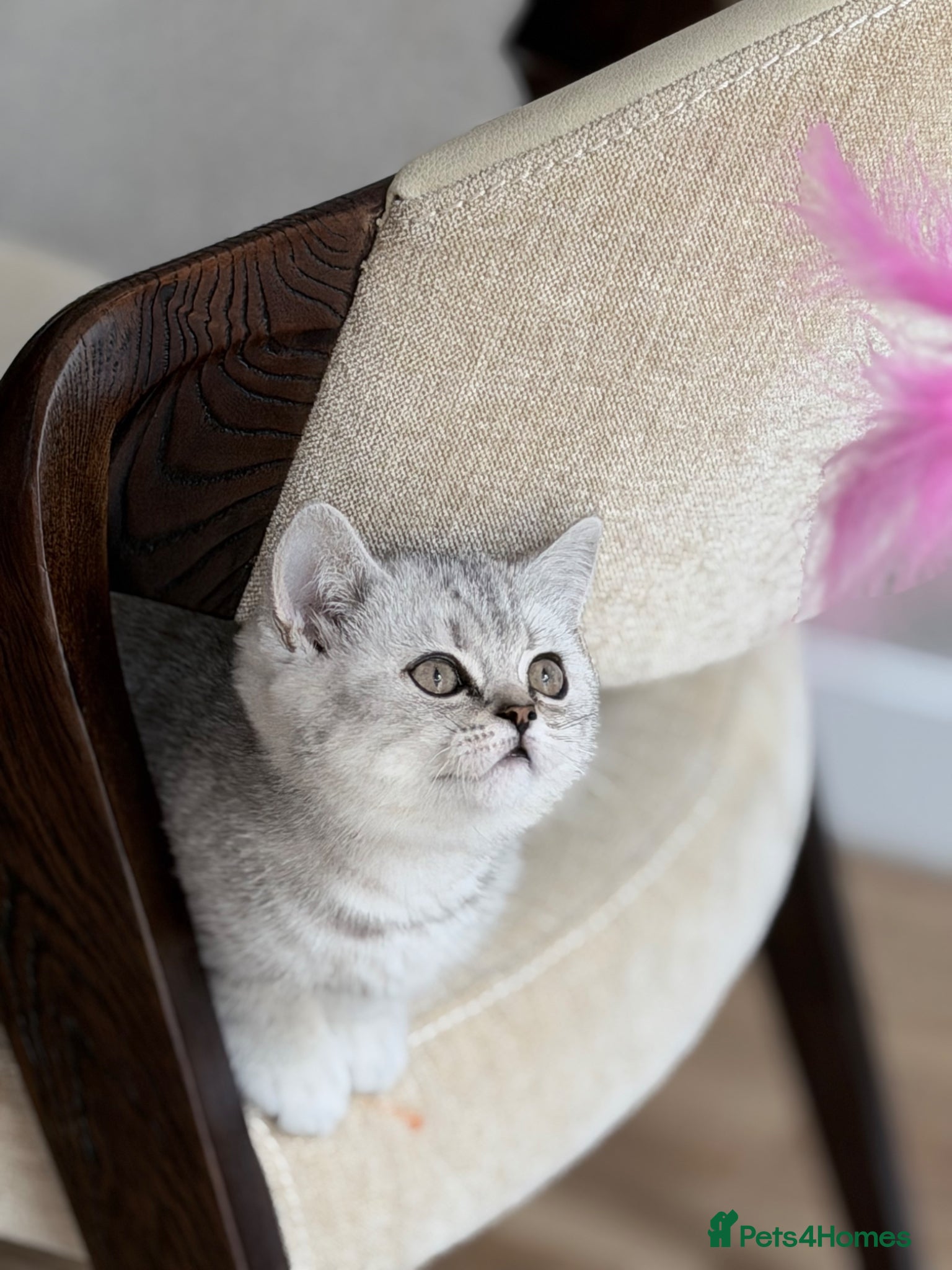 British Shorthair cats for sale: Stunning British Shorthair - Advert 1
