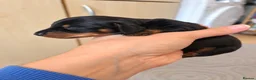 Dachshund dogs for sale: Stunning Dapple & Black Tan Dachshund Puppies - Advert 6