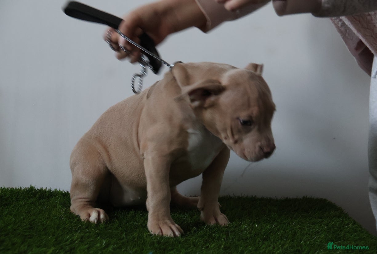 American Bully dogs American bully puppies  - Advert 3
