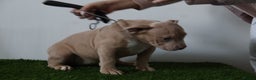 American Bully dogs for sale: Micro American bully puppies  - Advert 1