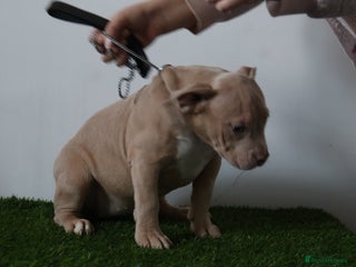 American Bully dogs American bully puppies - Advert 13