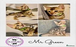 Bengal cats for sale: ⭐️ 1 LEFT!! - STUNNING TICA REG BENGAL CUBS ⭐️ - Image 23