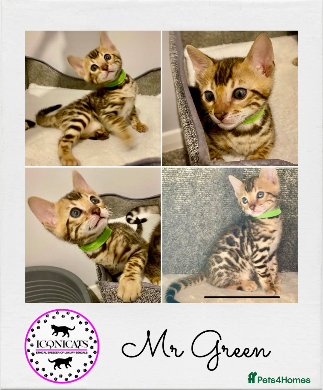 Bengal cats for sale: ⭐️ 1 LEFT!! - STUNNING TICA REG BENGAL CUBS ⭐️ - Image 23