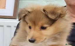 Shetland Sheepdog dogs for sale: Sable and white Sheltie puppy - Image 3