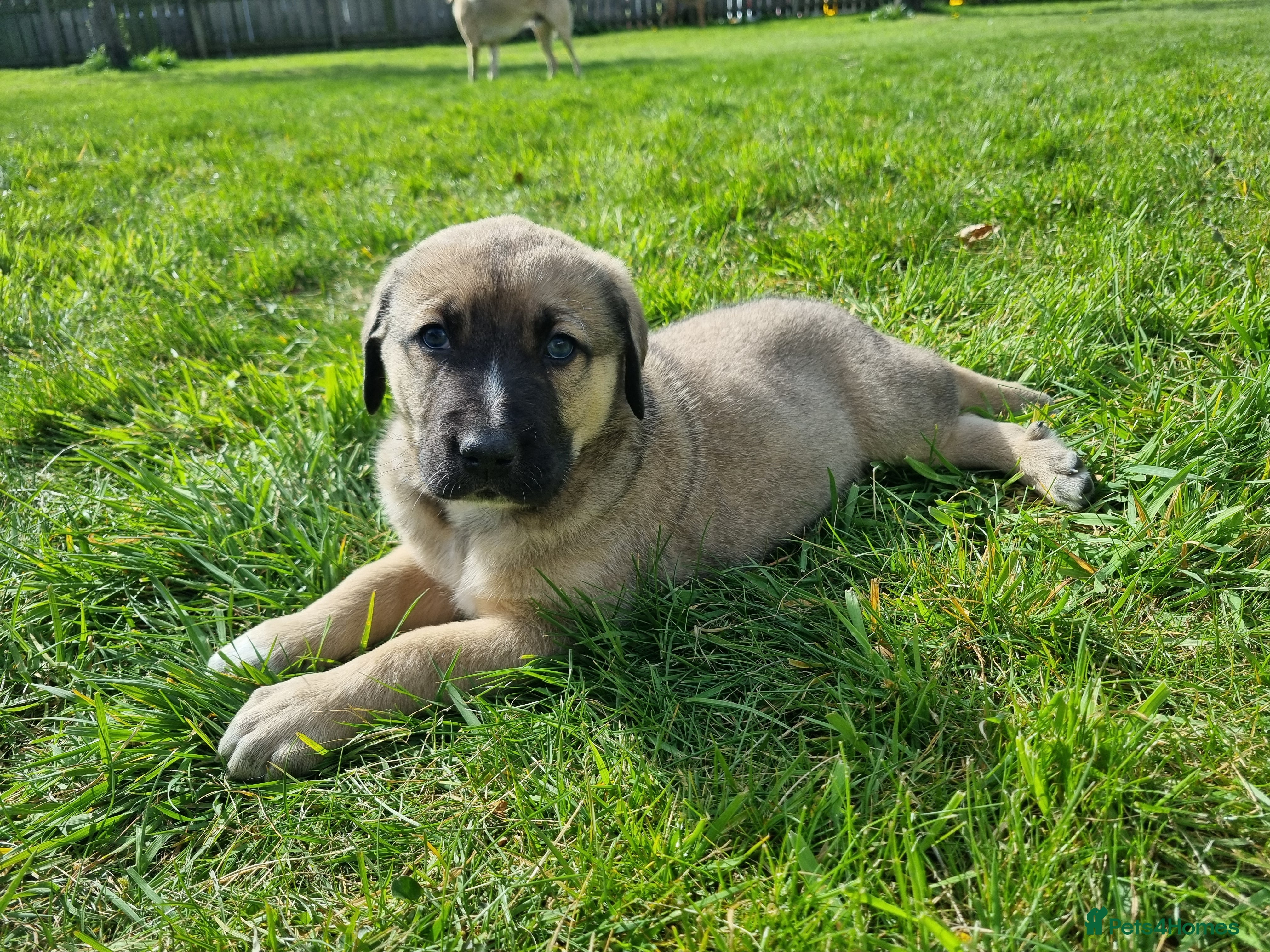 Mixed Breed dogs Kangal Mix Puppies - Advert 2
